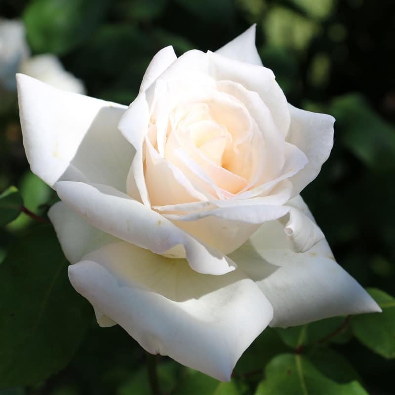 L’Amour, le plus grand pouvoir de transformation intérieure